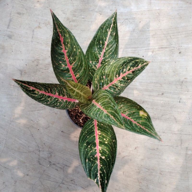 aglonema legacy green