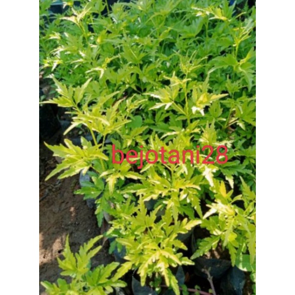 Bibit kayu cendana ntt