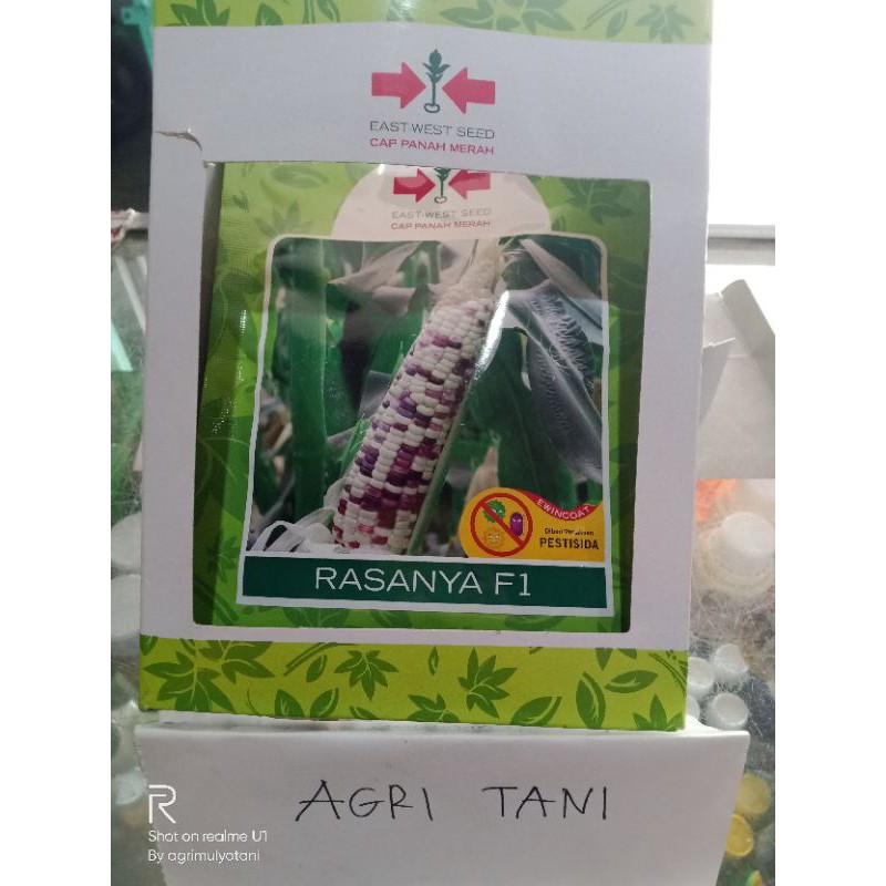 benih bibit jagung ketan pulen rasanya