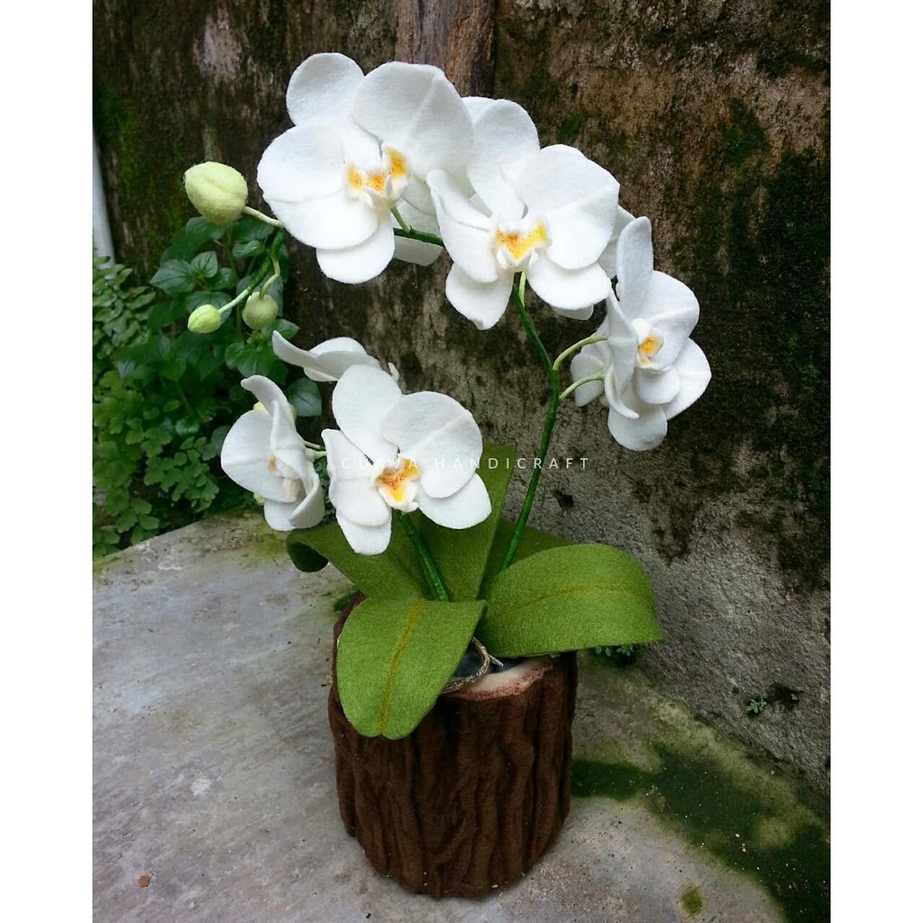 Bibit Benih Biji Bunga Anggrek Putih - Benih Tanaman Bunga Anggrek Putih - Bunga Anggrek - COD