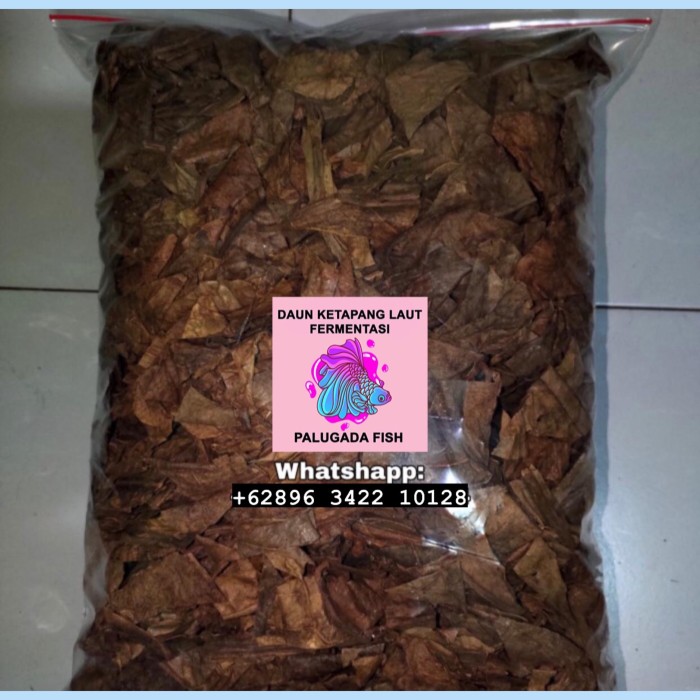 

promo DAUN KETAPANG LAUT 1 KG