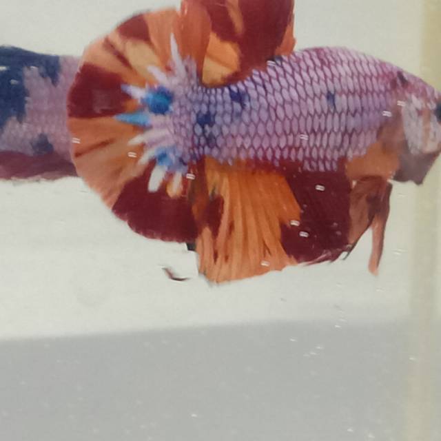 Promo Nemo Candy Multicolor - Promo Idul Fitri