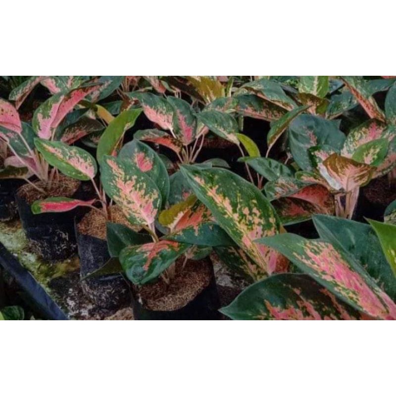 BUNGA AGLONEMA KOCIN