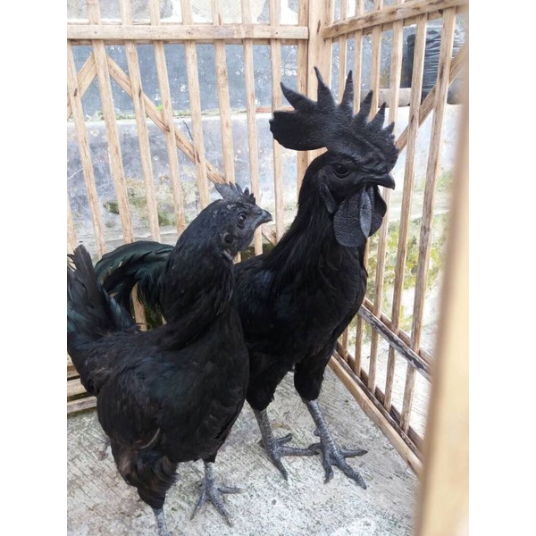 

TELUR AYAM CEMANI LA SIAP DI TETASKAN