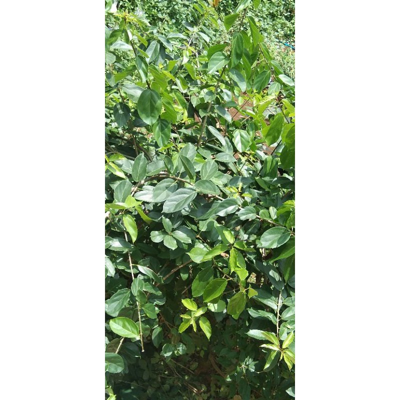

daun cincau segar