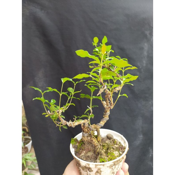 bonsai mame siap pajang id sakura mikro+pot plastik