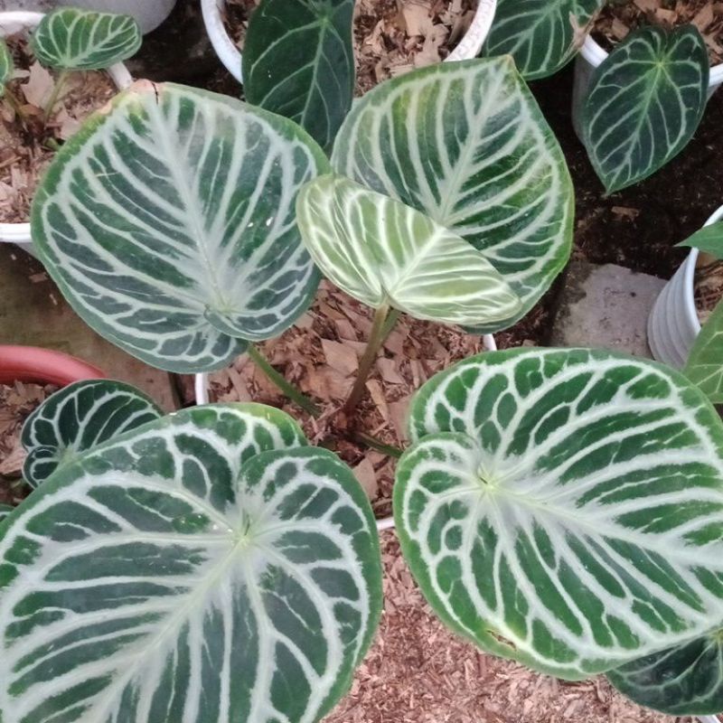 kuping gajah dorayaki silver