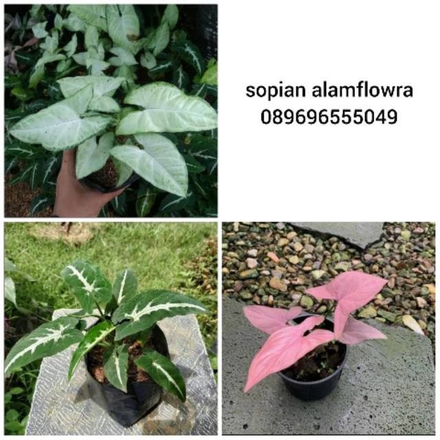 tanaman hias syingonium wenland - satu paket - syingonium