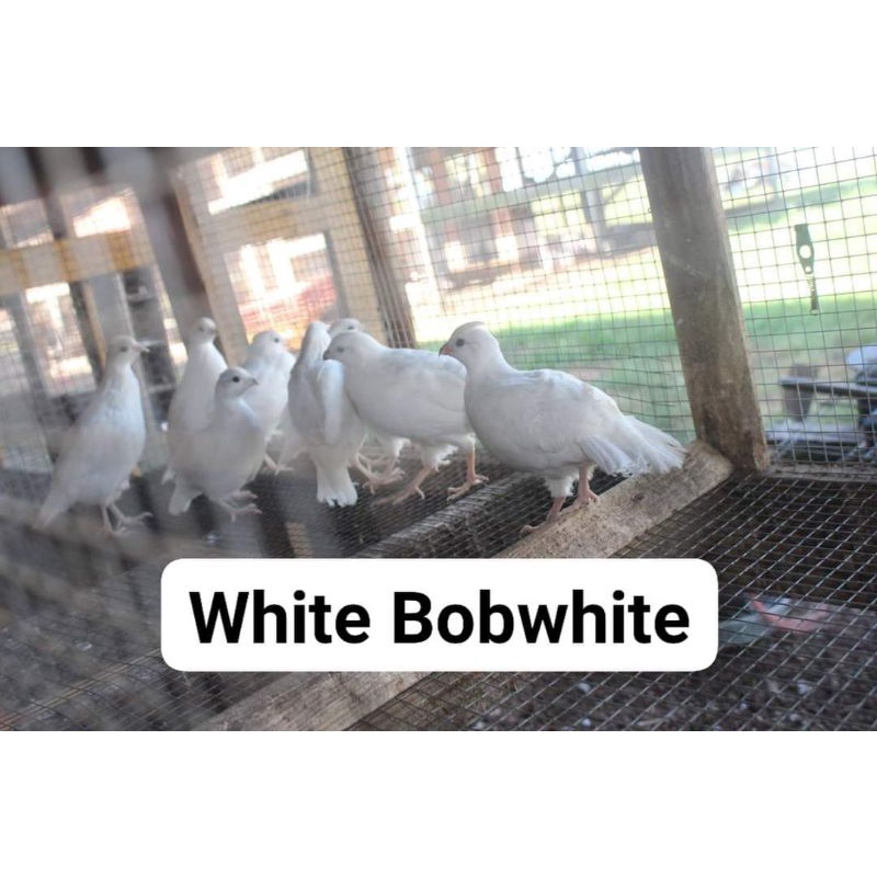 Telur Puyuh Bobwhite