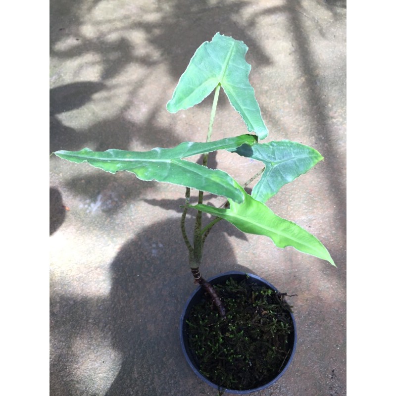 Alocasia spesies sulawesi