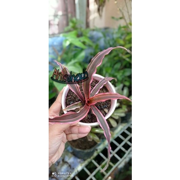 Bromelia Cryptanthus