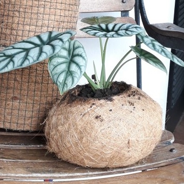 Pot kokedama besar sabut kelapa cocofibir serat sabut kelapa hiasan rumah indoor atau outdoor diamet