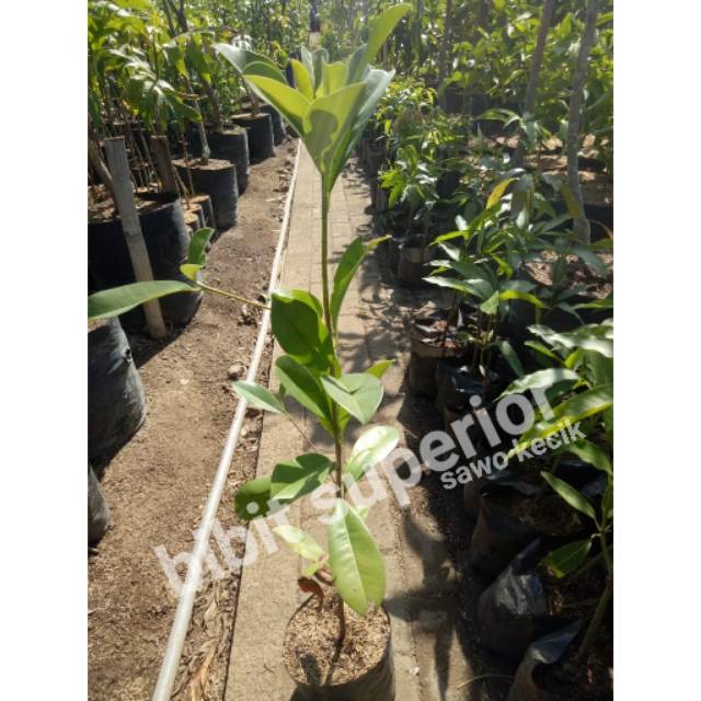 Bibit buah sawo kecik