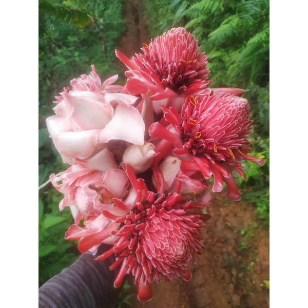 Jual Bunga Kecombrang Bunga Laka Honje 1 kg | Shopee Indonesia