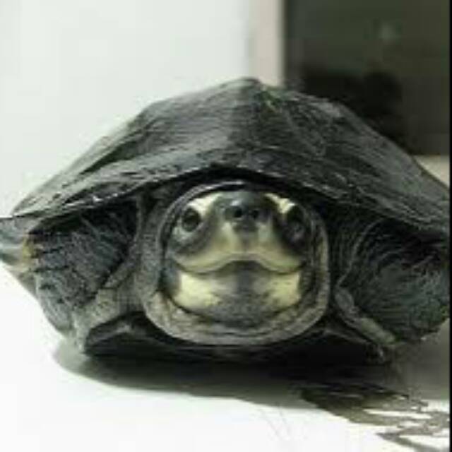 Kura- kura pipi putih original limited edition high size