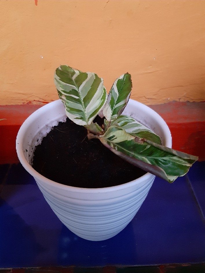 Tanaman Hias Chalatea Tisu White Fision