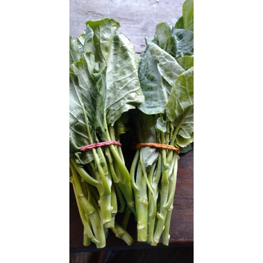 

Sayur Kailan segar