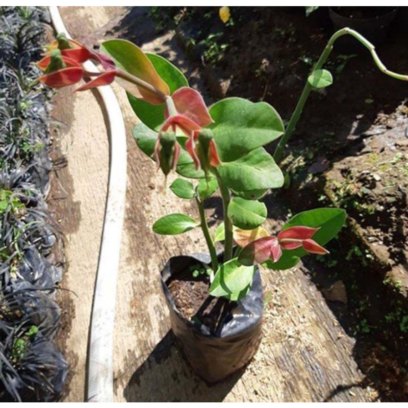 Bibit Tanaman Cucak Rowo