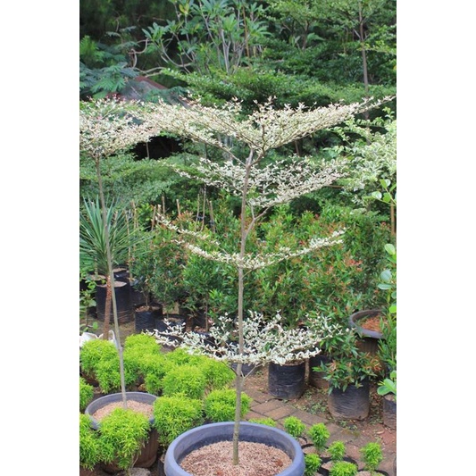 tanaman/bunga Ketapang varigata silahkan di order