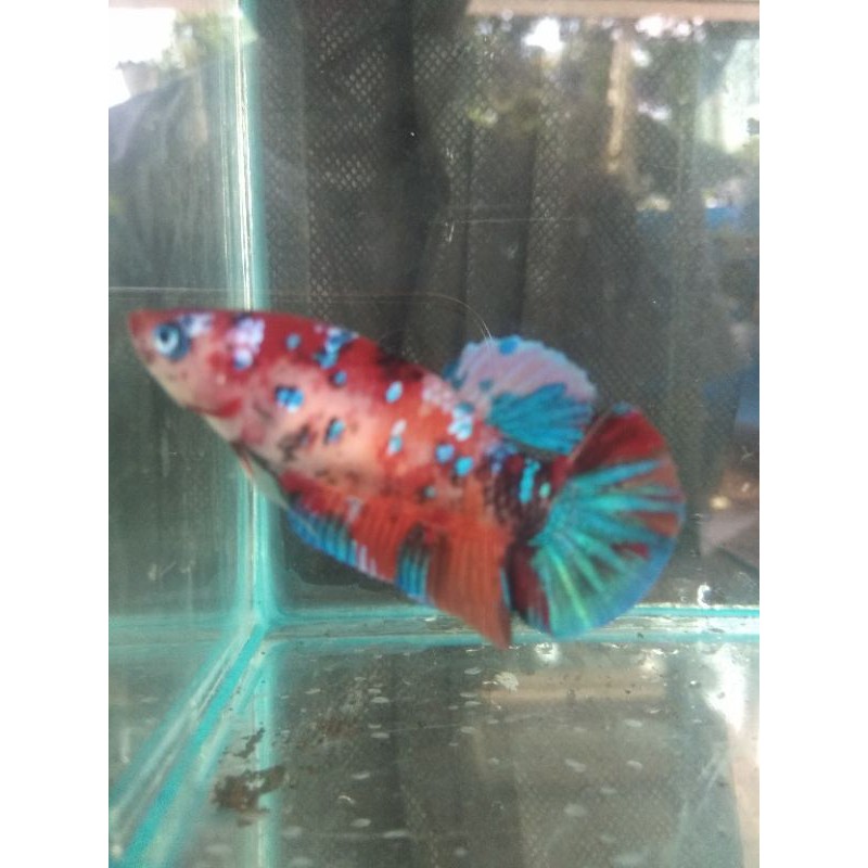 paket 5 Multicolor, Black Koi Galaxy, Red Koi Galaxy, Yellow base, Oren base
