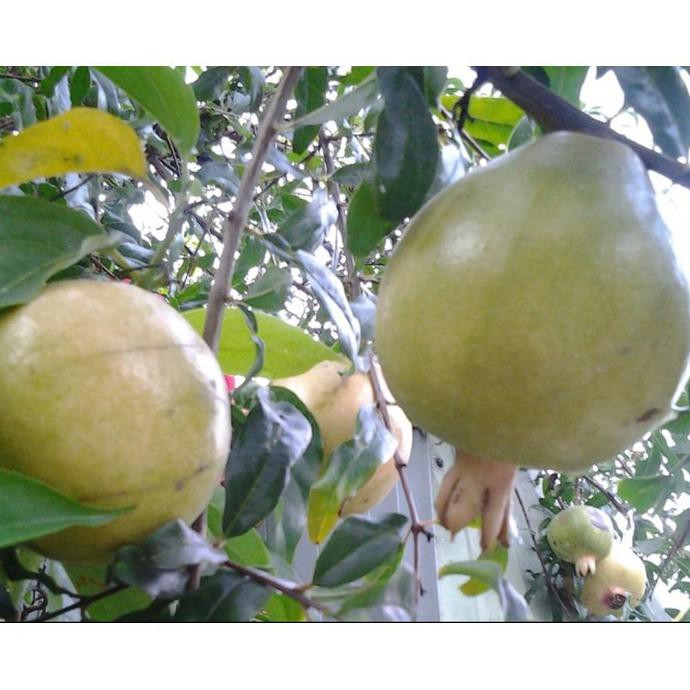 Sh0N Bibit Tanaman Buah Delima Putih Stek Diskon