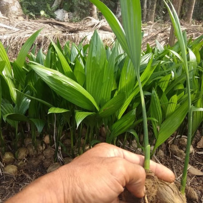 paket 10 bibit Pinang Betara || Bibit Unggul Betara