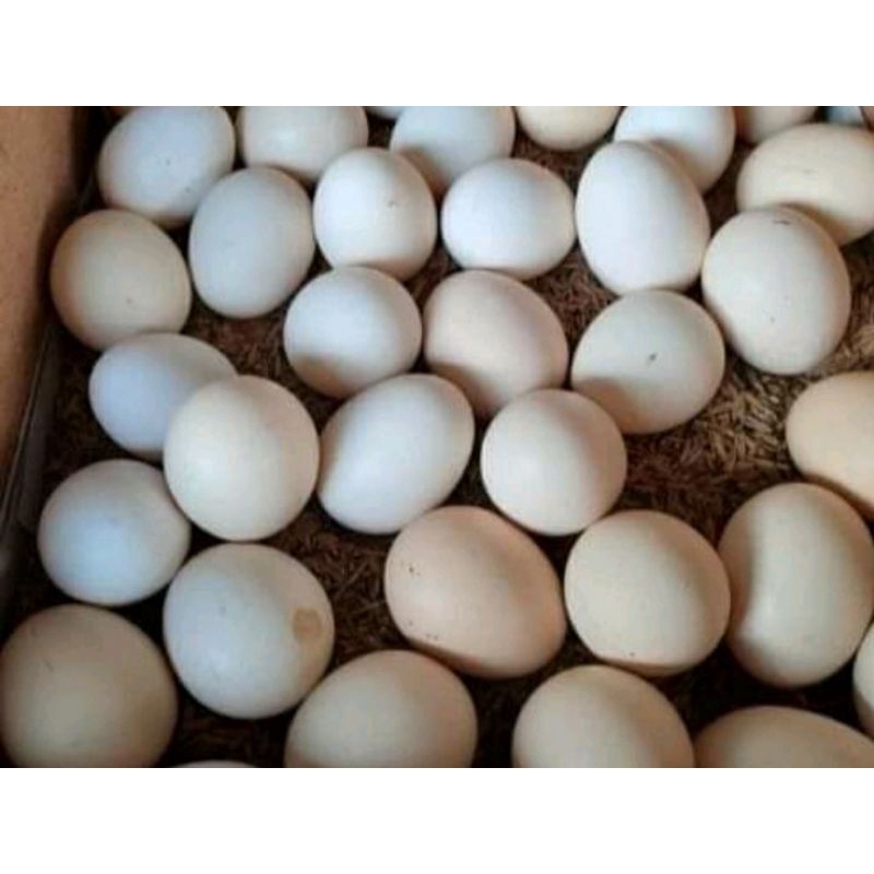 

Telur ayam kampung