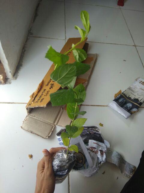 Bibit Bidara Arab/sidr 25-35cm