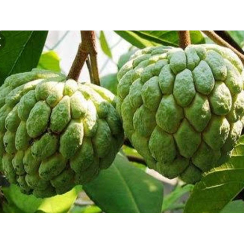 

Buah srikaya