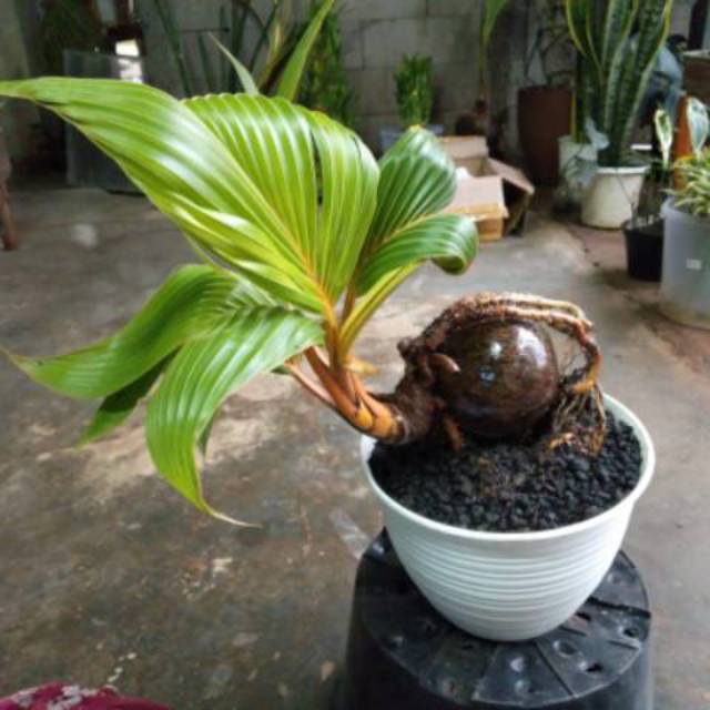 2.2 COD  SALE Jual bonsai kelapa full bonsai - bonsai - kelapa unik khusus gojek