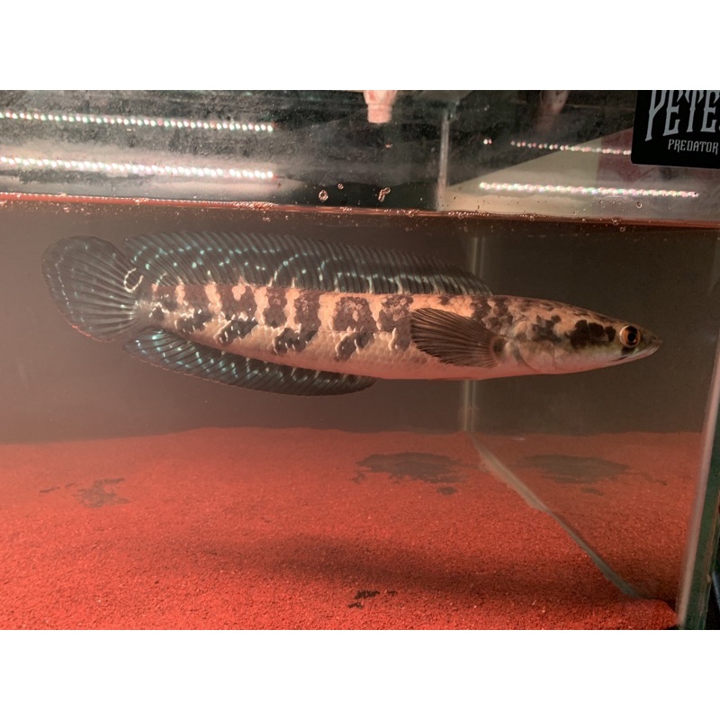 maru yellow siap kontes