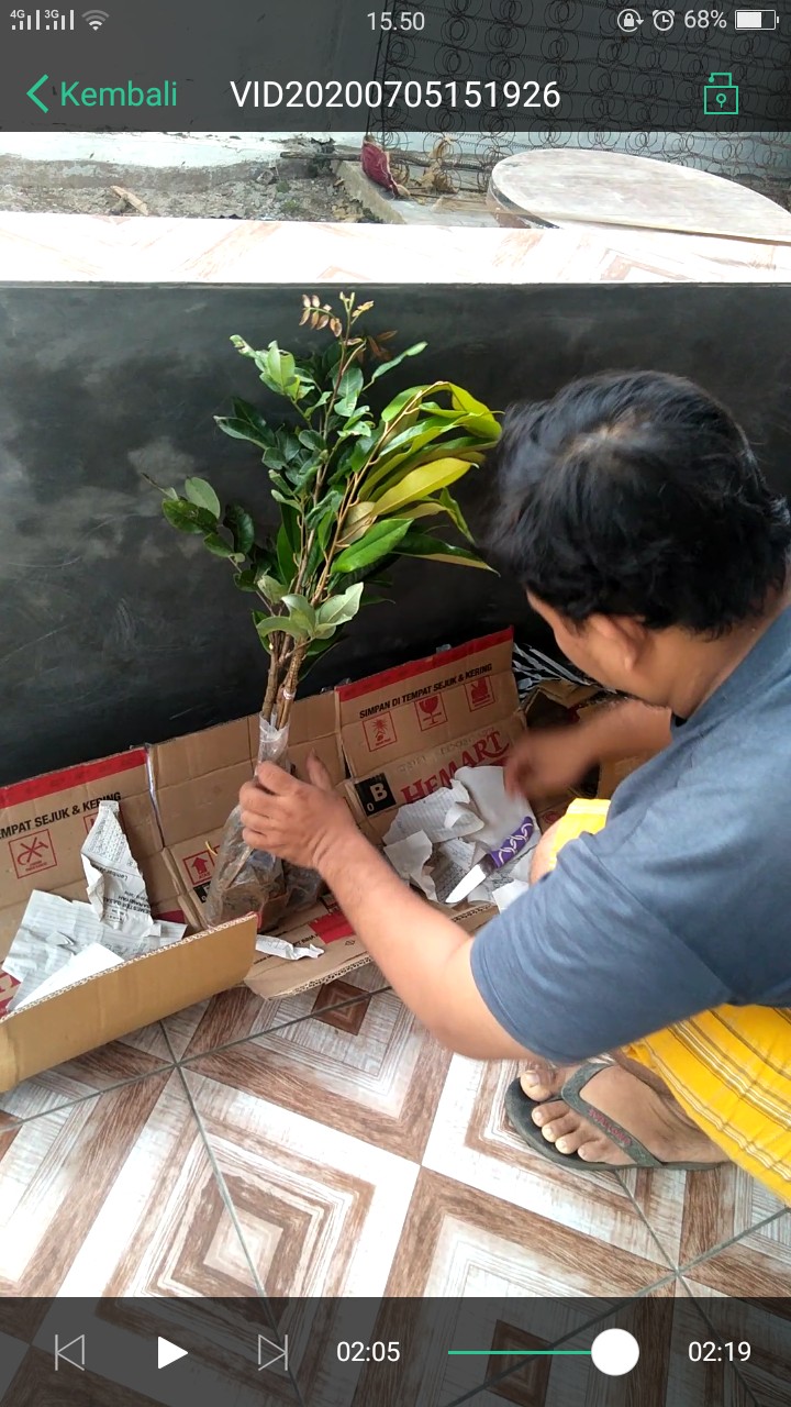 1 Bibit Durian Musangking 3 Kaki Murah Berkualitas