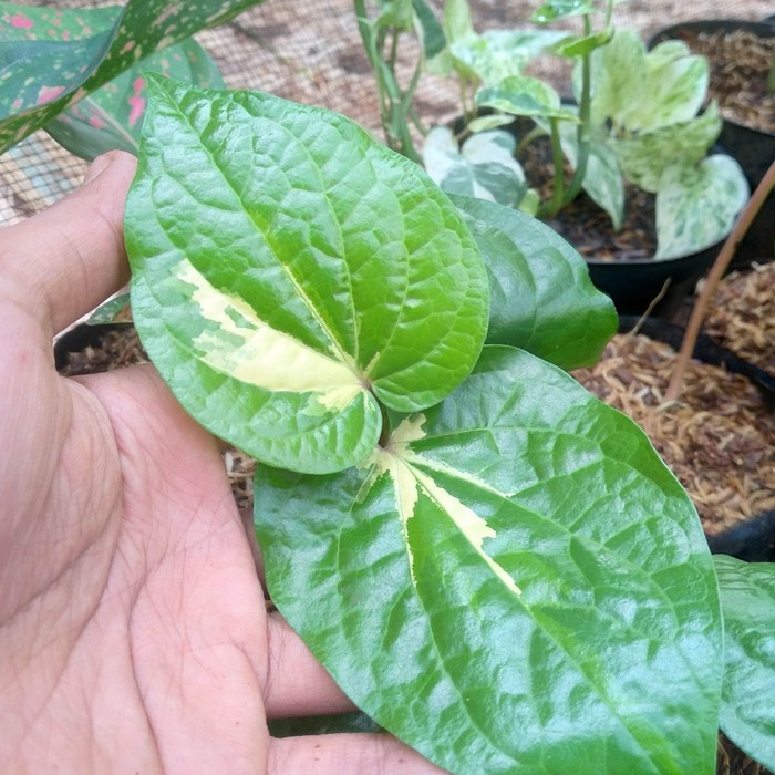 Tanaman hias sirih varigata - apotik hidup - tanaman herbal variegata