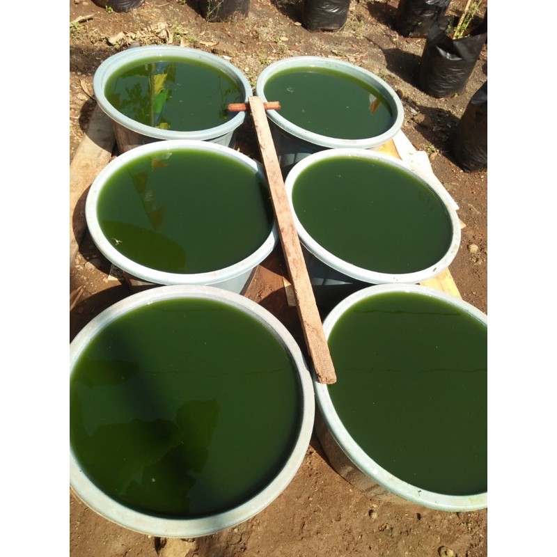 Paket kultur Chlorella ( pakan kutu air )