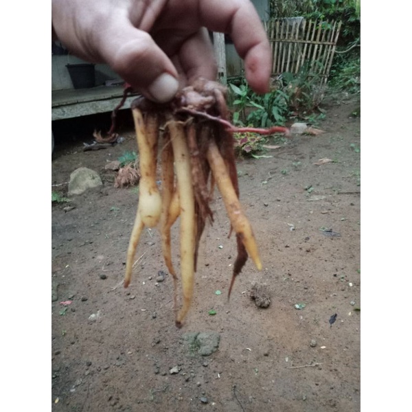 

Temu kunci [500gram]