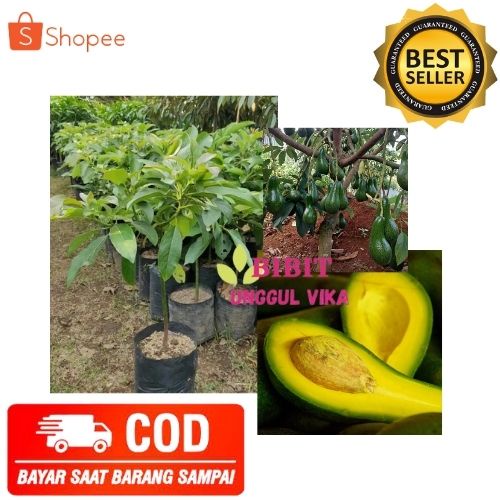 (COD) BIBIT ALPUKAT ALIGATOR TANAMAN ALPUKAT POHON ALPUKAT ALIGATOR