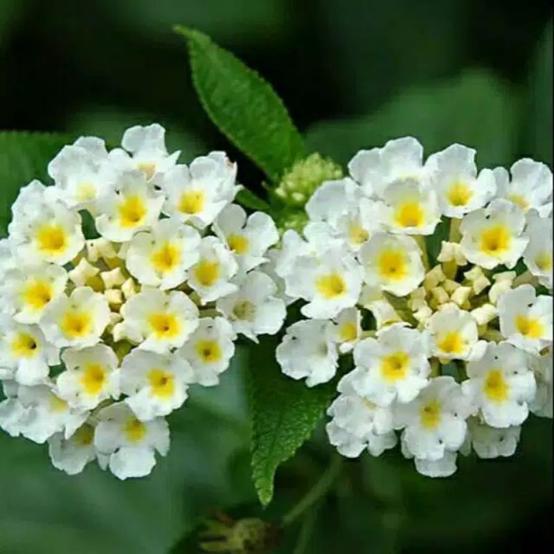 tanaman lantana putih