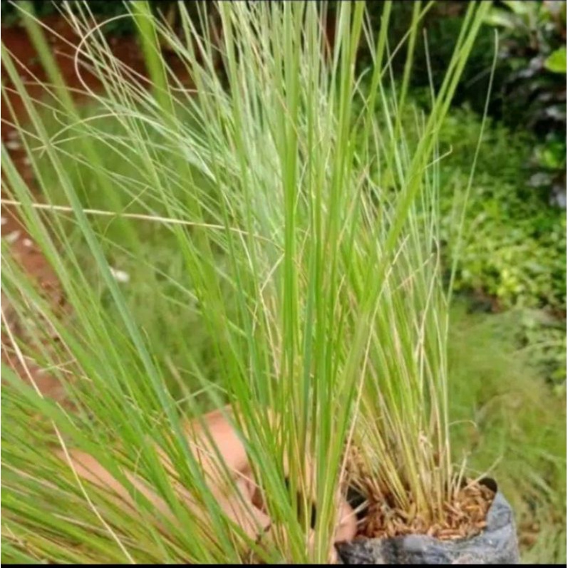 tanaman ekor kuda/tanaman hias ekor kuda/Alang Alang ekor kuda