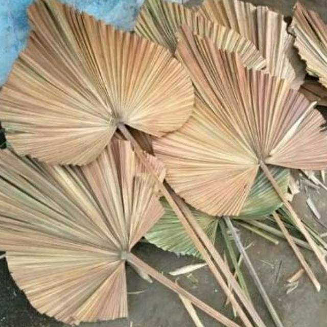 Daun palem kering original L 40cm P 90cm Shopee Indonesia