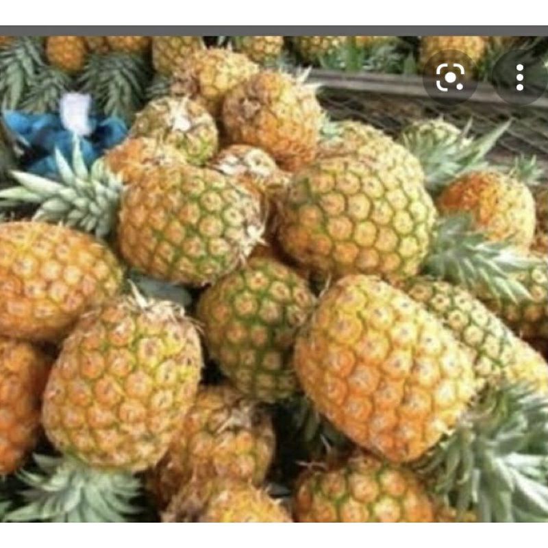 

promo nanas madu Subang 1 buah berat 1kg/1,3kg harga murah