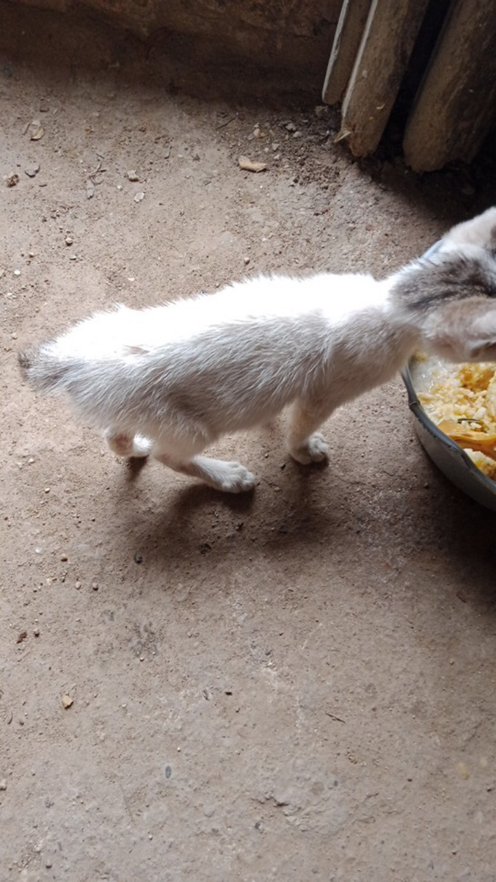 Cuci Gudang Celana Pendek Anak Celana Batik Murah