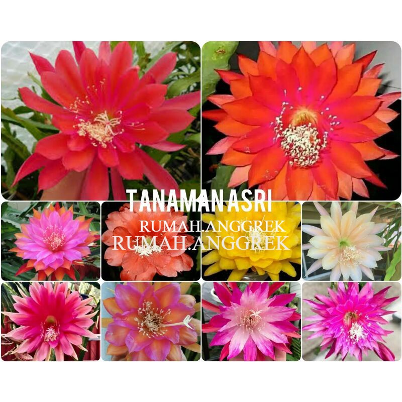 Paket 10 Tanaman Hias Wijaya Kusuma - Tanaman Hias Hidup - Bunga hidup - Bunga hias