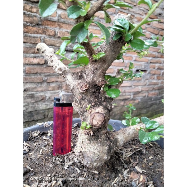 hokianti mikro impor small