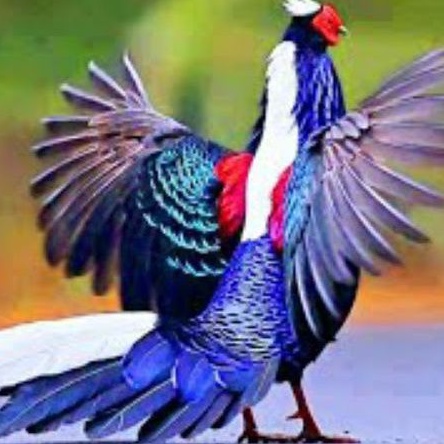 

telur ayam hias jenis swinhoe Pheasant