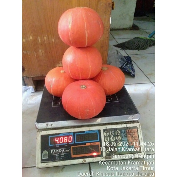 

labu manis liontin