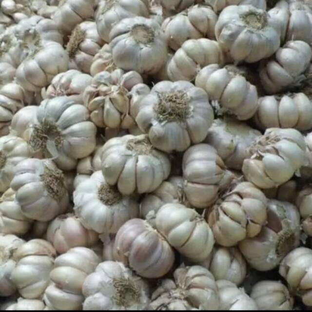 

Bawang putih banci