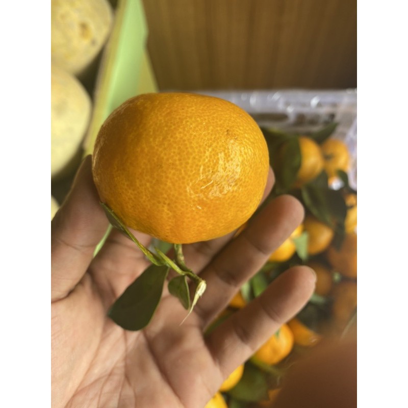 

Jeruk santang daun manis segar 1kg