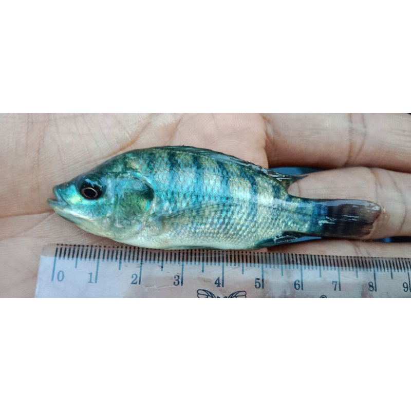 Bibit ikan Mujair Nila Hitam size7-8  Bibit ikan Mujair Blckprima
