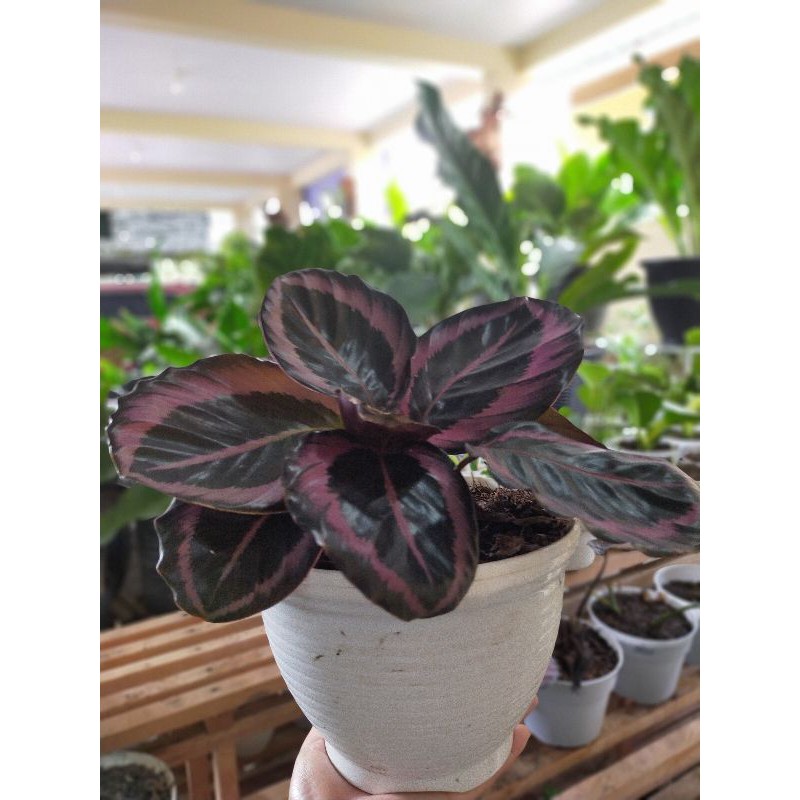 tanaman calathea sintia pink/pink jessy