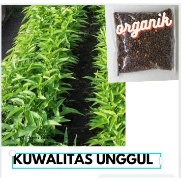 Benih Kangkung Daun Sempit Organik Super Kualitas Terjamin